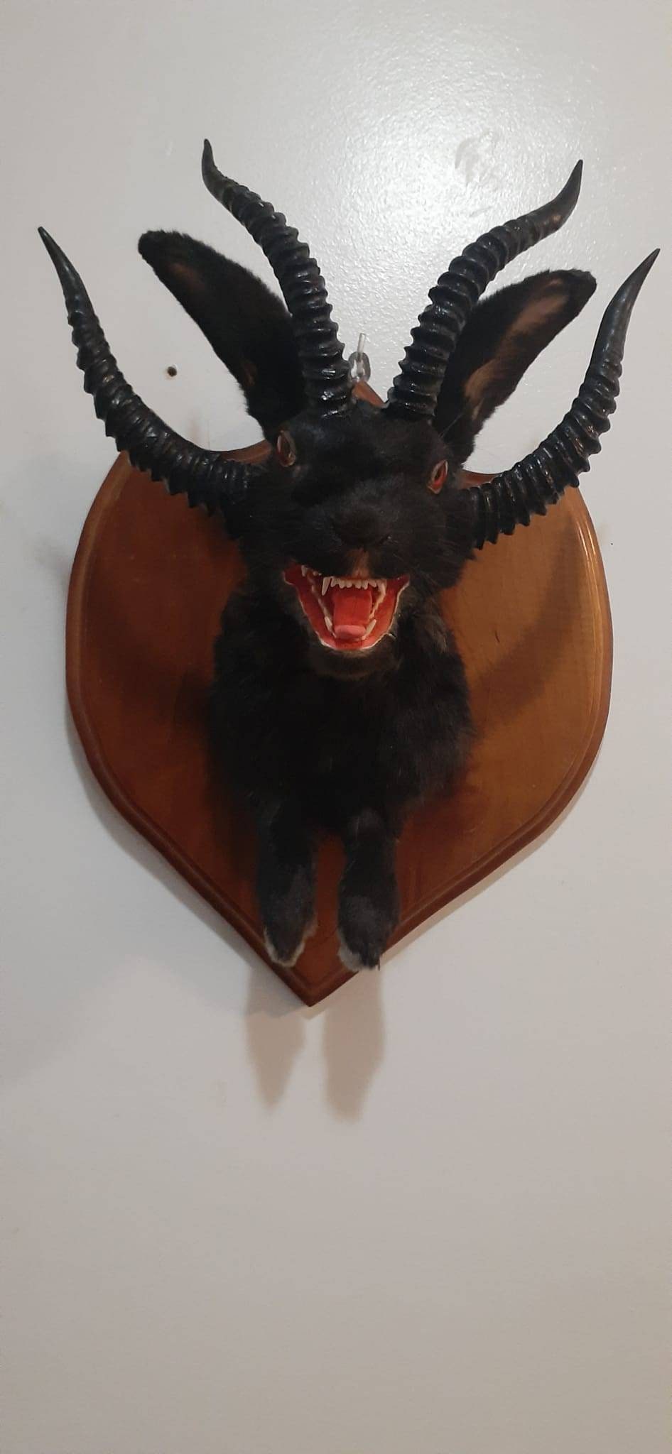 Evil black four horned jackalope taxidermy with real fox jaw open mouth, rabbit, bunny wall mount