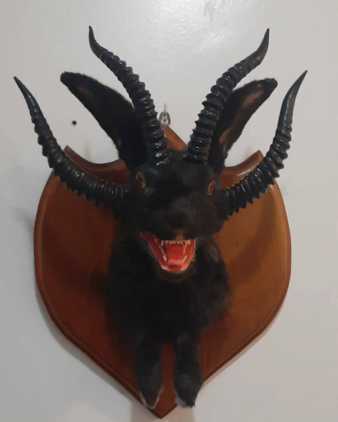 Evil black four horned jackalope taxidermy with real fox jaw open mouth, rabbit, bunny wall mount