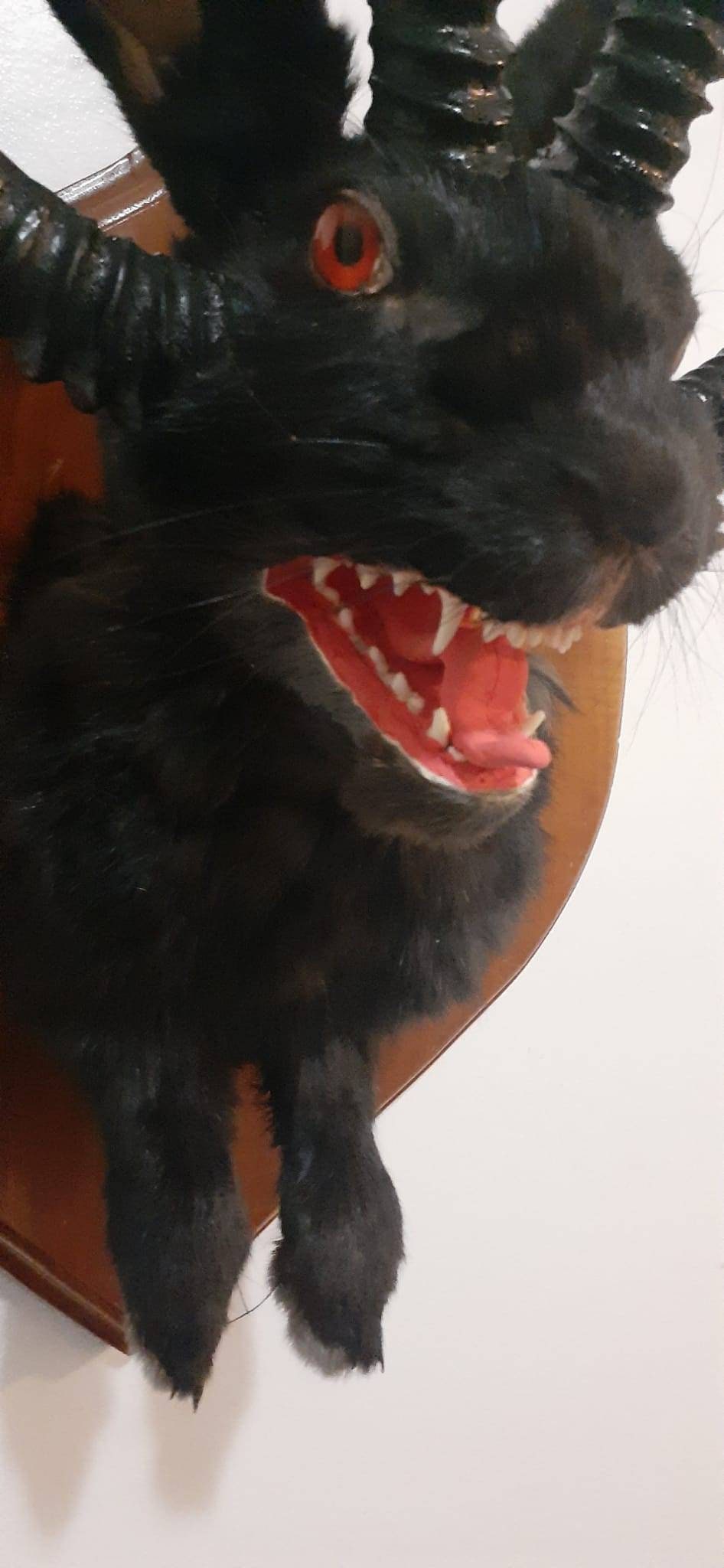 Evil black four horned jackalope taxidermy with real fox jaw open mouth, rabbit, bunny wall mount