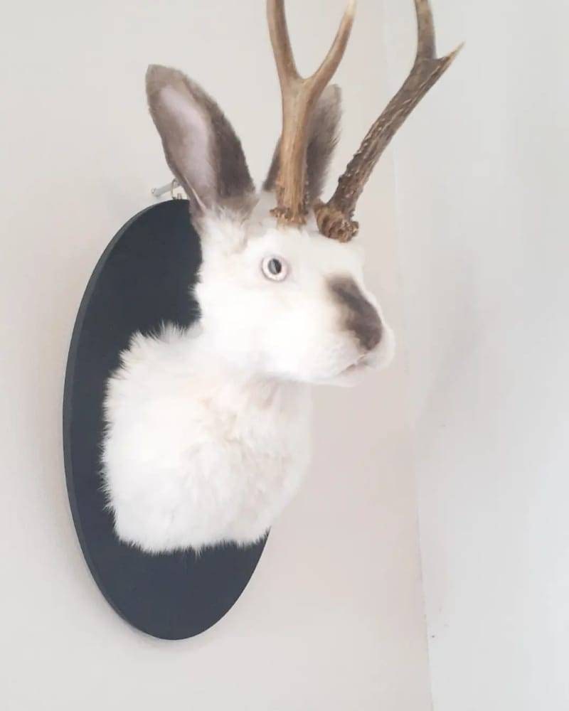 White Jackalope taxidermy with brown nose and ears, bunny taxidermy, rabbit shoulder mount taxidermy with real roe deer antlers