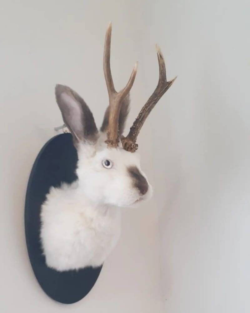 White Jackalope taxidermy with brown nose and ears, bunny taxidermy, rabbit shoulder mount taxidermy with real roe deer antlers