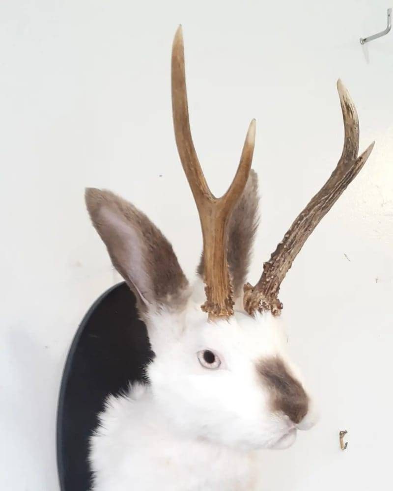 White Jackalope taxidermy with brown nose and ears, bunny taxidermy, rabbit shoulder mount taxidermy with real roe deer antlers
