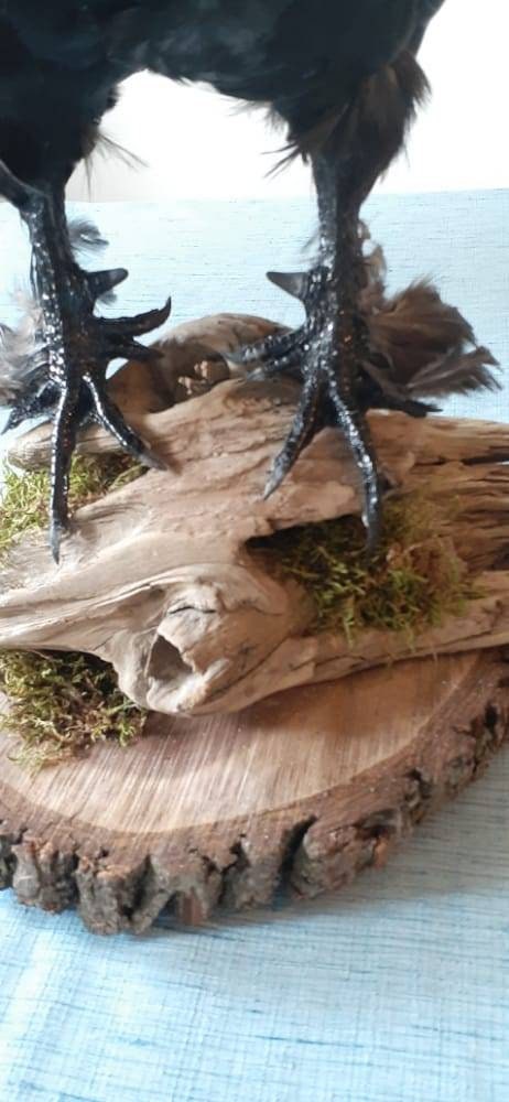 Unique rooster taxidermy has five toes in each foot, Bird taxidermy mount