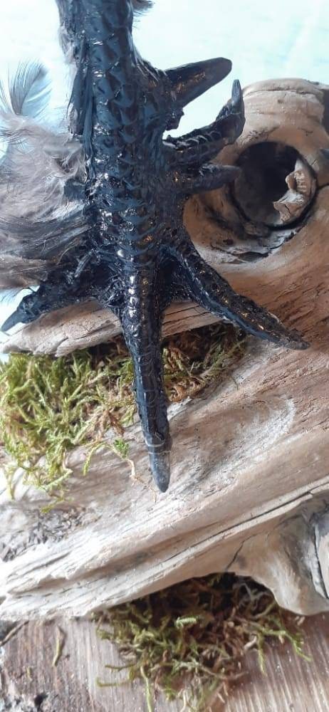 Unique rooster taxidermy has five toes in each foot, Bird taxidermy mount