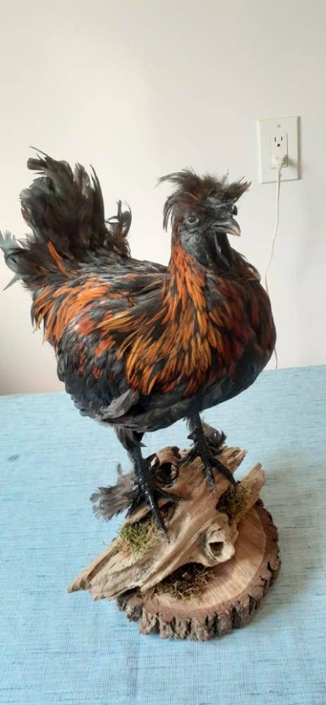 Unique rooster taxidermy has five toes in each foot, Bird taxidermy mount