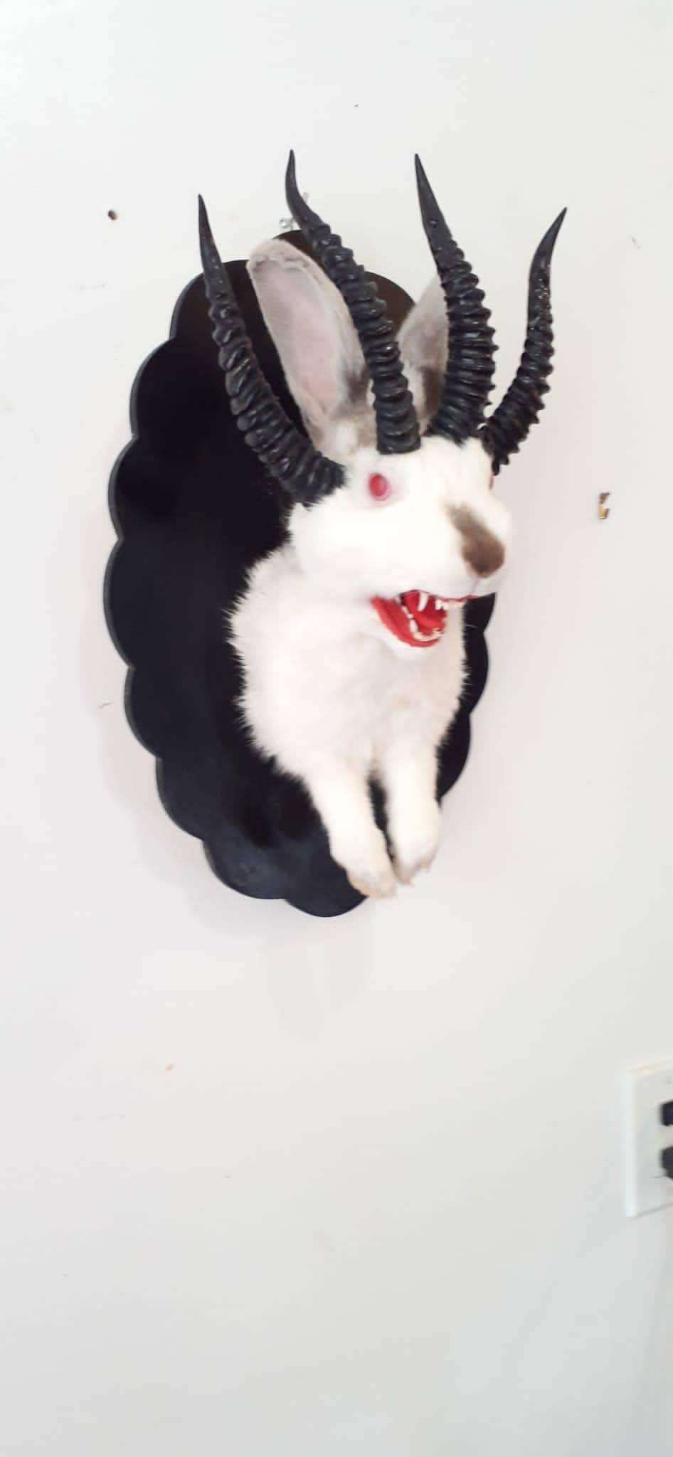 Adorable four horned open mouth beast jackalope taxidermy with real fox teeth, jackalope mount