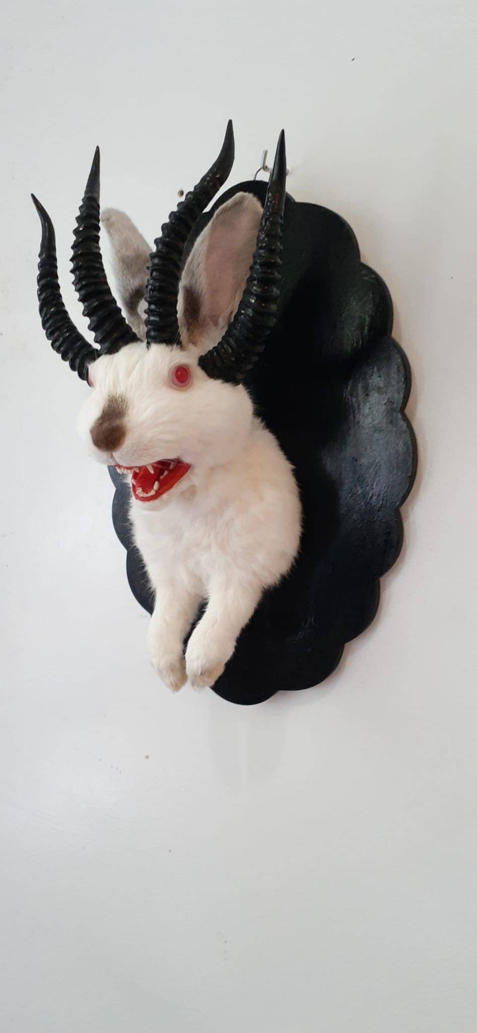 Adorable four horned open mouth beast jackalope taxidermy with real fox teeth, jackalope mount