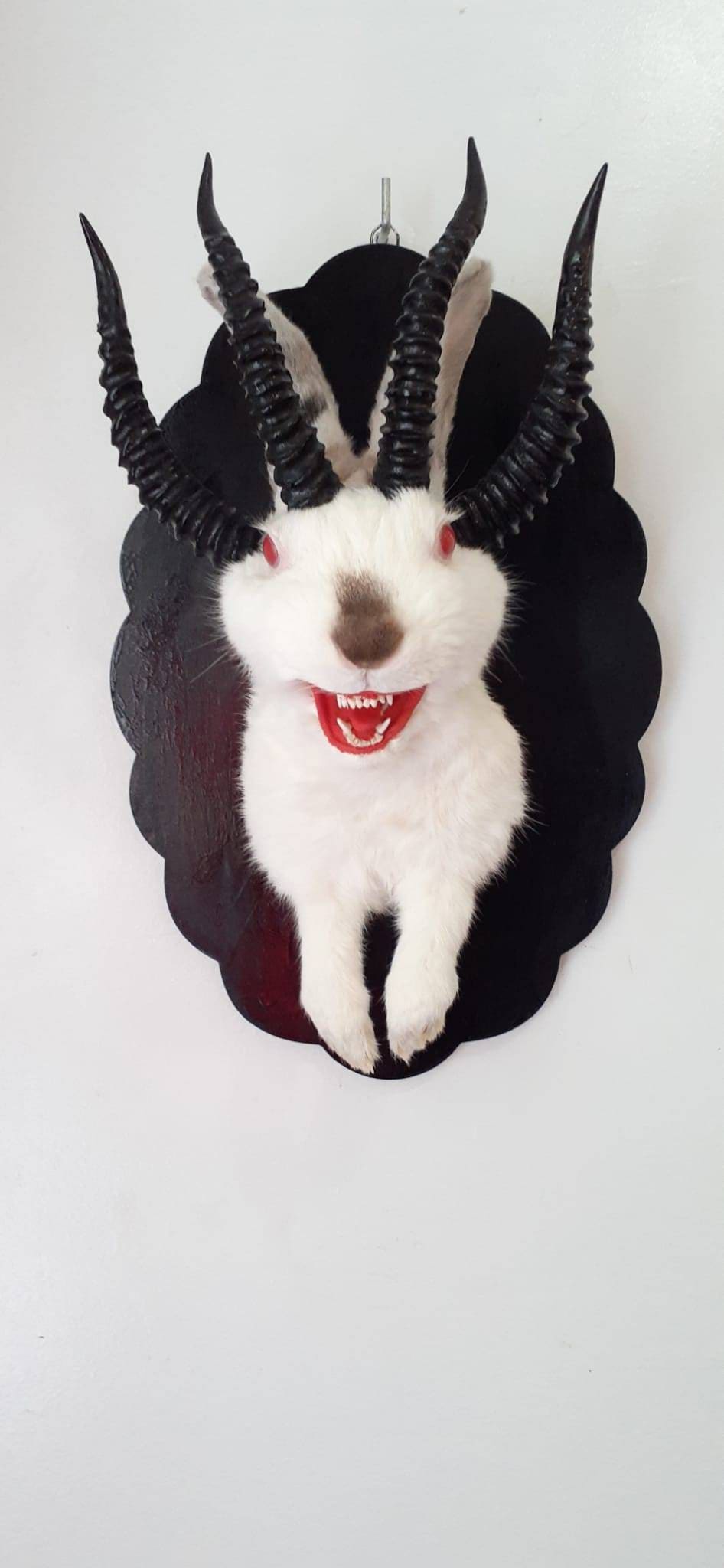 Adorable four horned open mouth beast jackalope taxidermy with real fox teeth, jackalope mount