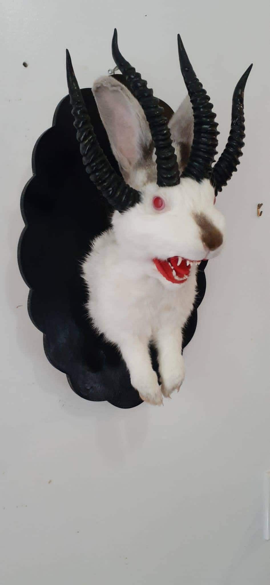 Adorable four horned open mouth beast jackalope taxidermy with real fox teeth, jackalope mount