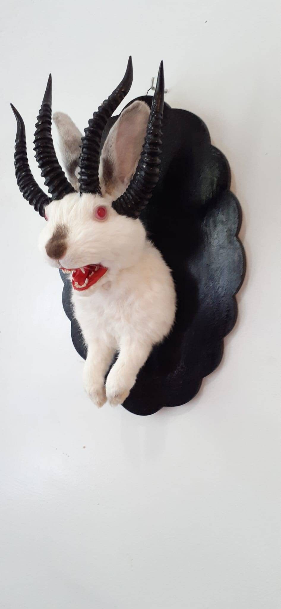 Adorable four horned open mouth beast jackalope taxidermy with real fox teeth, jackalope mount