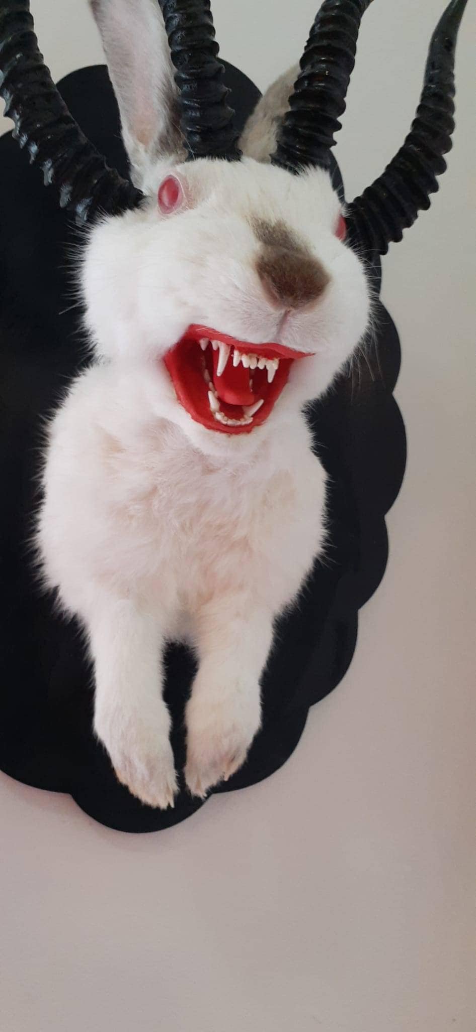 Adorable four horned open mouth beast jackalope taxidermy with real fox teeth, jackalope mount