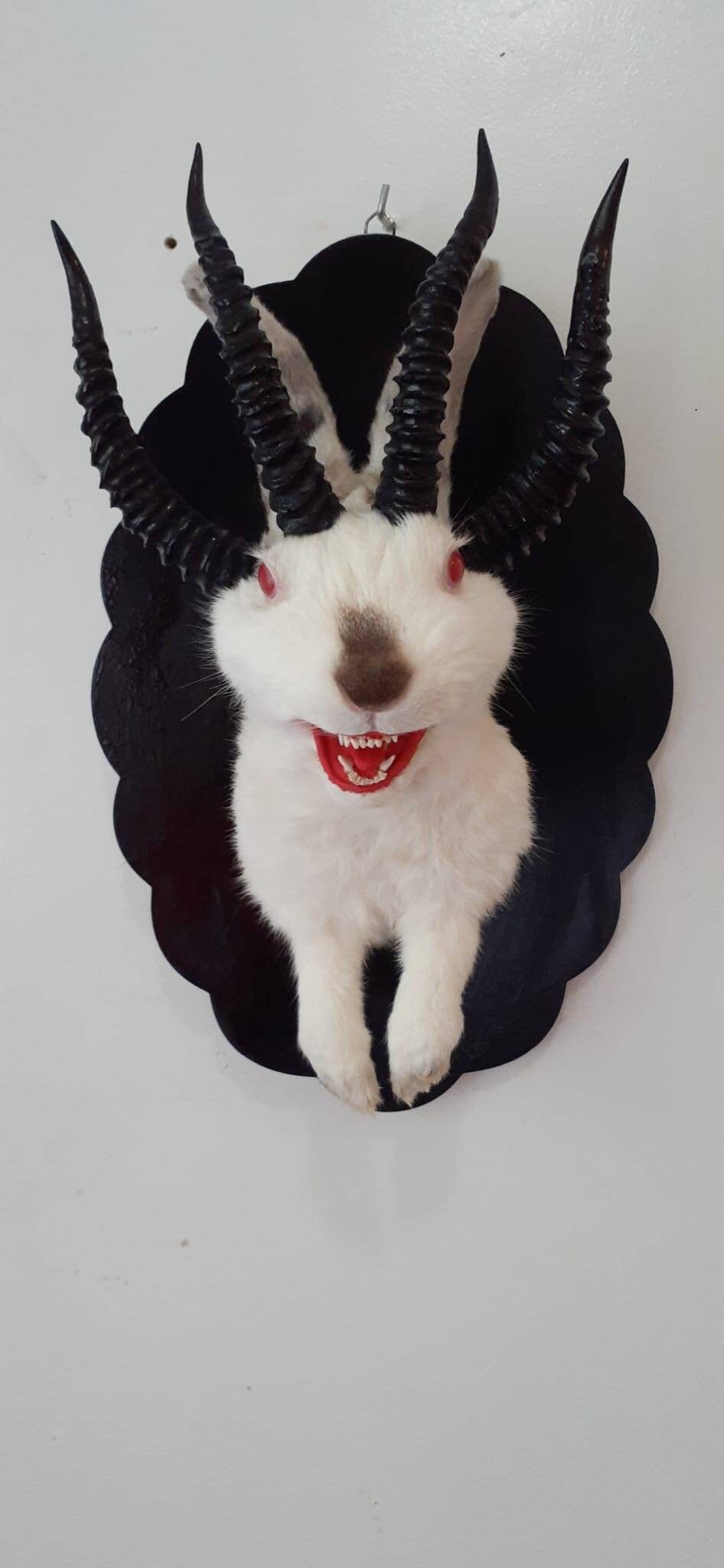 Adorable four horned open mouth beast jackalope taxidermy with real fox teeth, jackalope mount