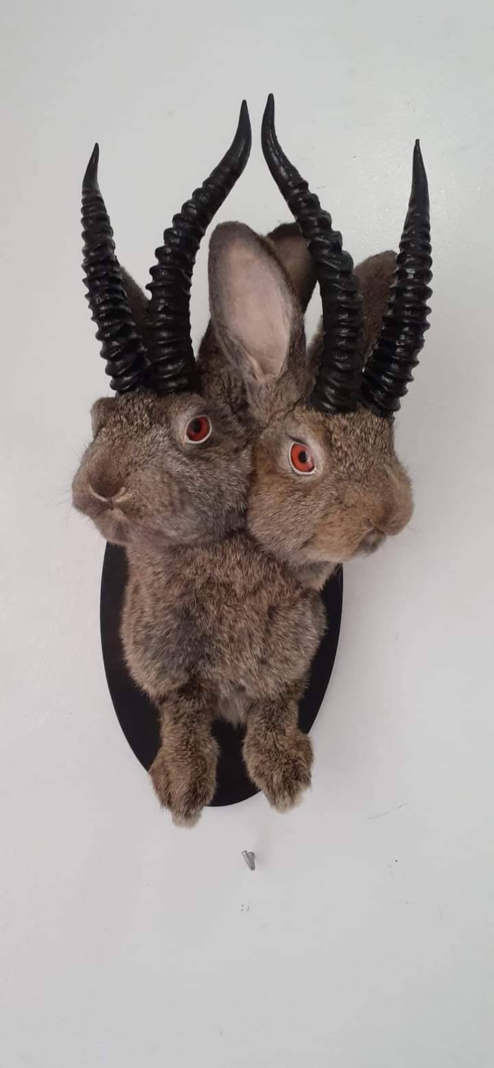 Two headed mythical beast taxidermy, dark brown two headed jackalope taxidermy, bunny mount,