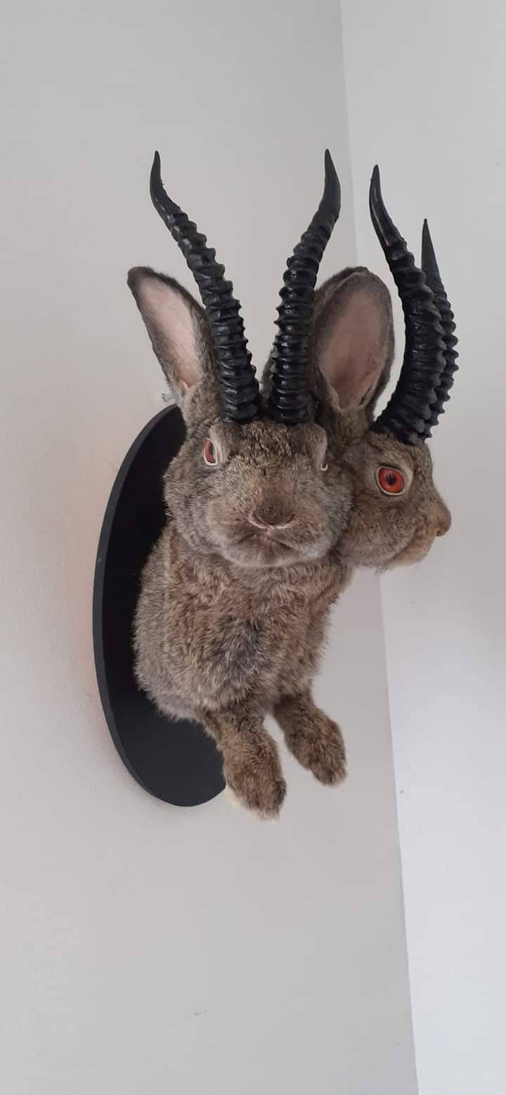 Two headed mythical beast taxidermy, dark brown two headed jackalope taxidermy, bunny mount,