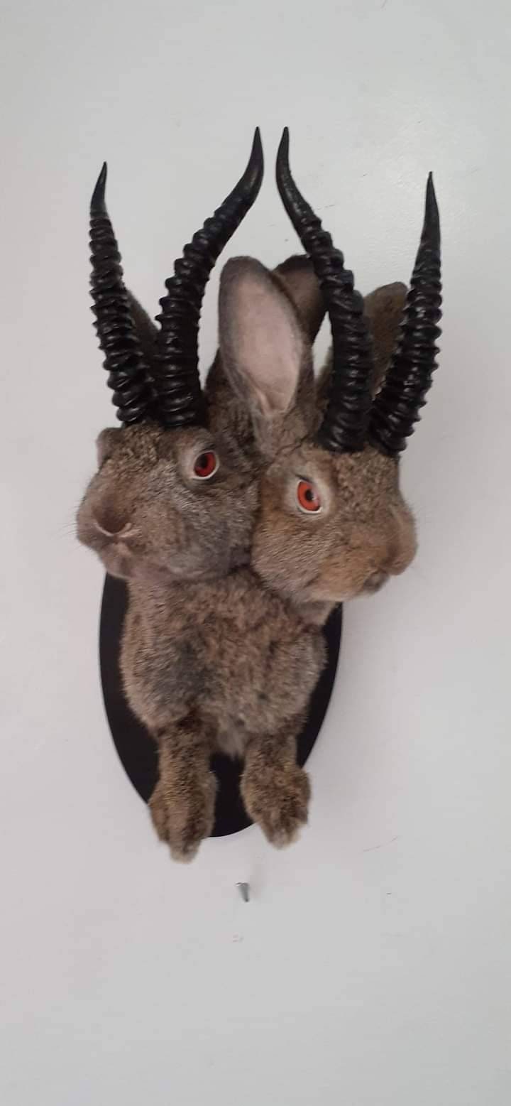 Two headed mythical beast taxidermy, dark brown two headed jackalope taxidermy, bunny mount,