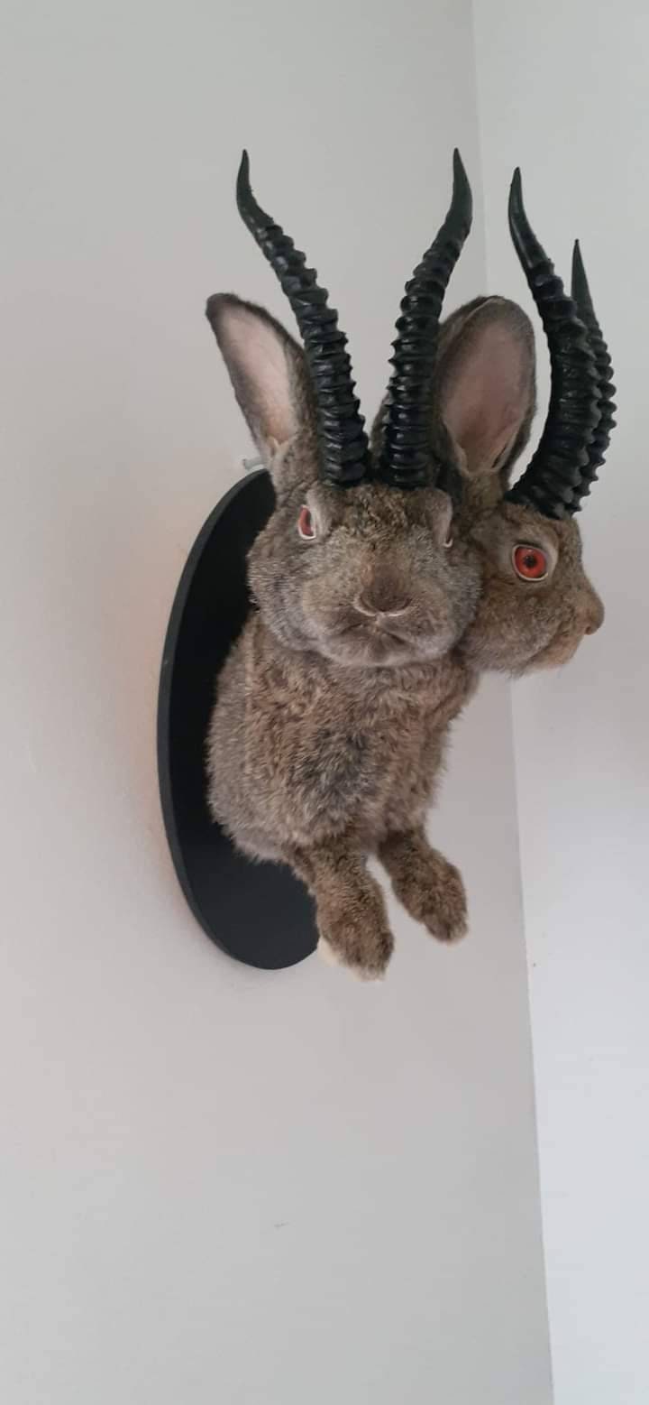 Two headed mythical beast taxidermy, dark brown two headed jackalope taxidermy, bunny mount,