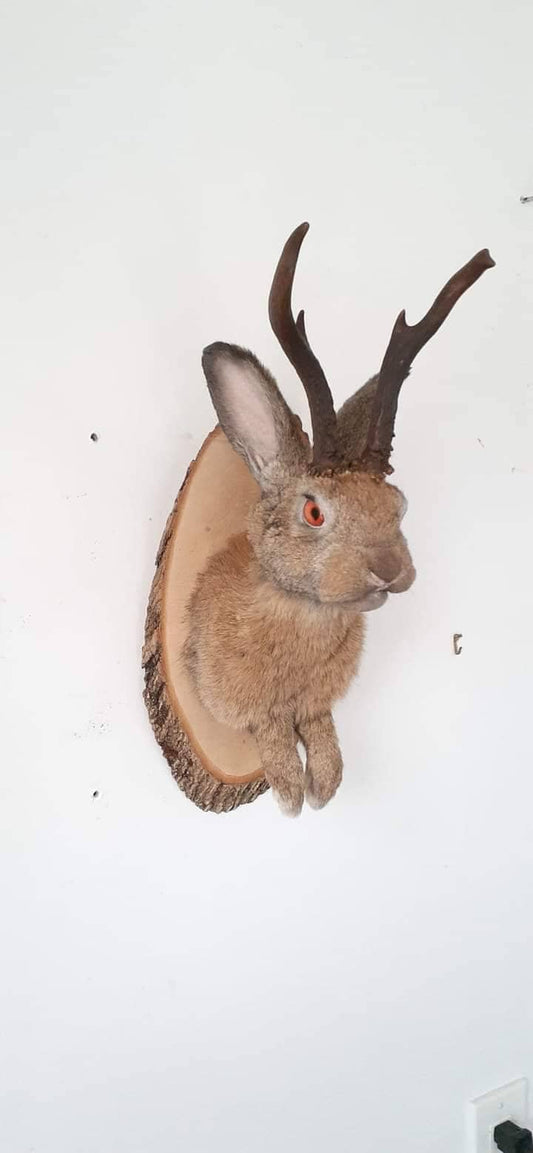 Amazing brown jackalope taxidermy with real roe deer antlers, rabbit taxidermy, bunny wall mount.