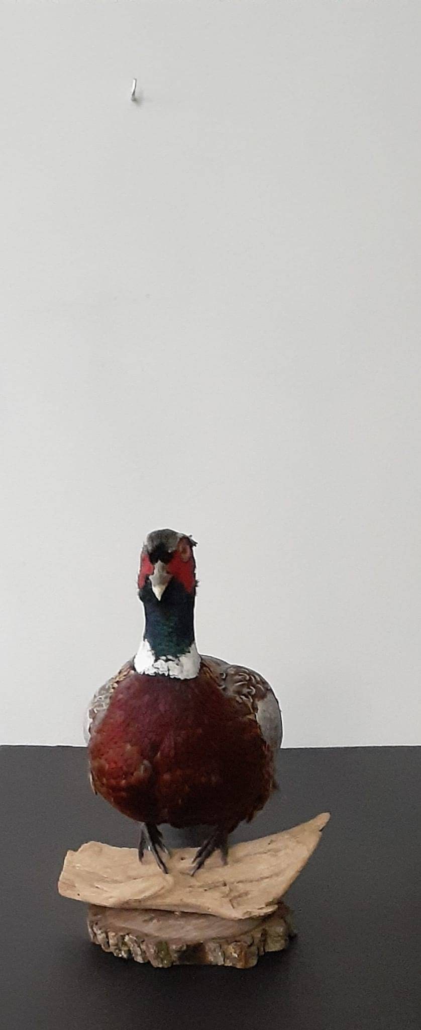 Chinese ring neck pheasant taxidermy, bird taxidermy
