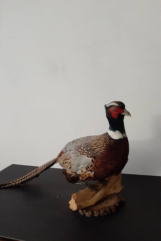 Chinese ring neck pheasant taxidermy, bird taxidermy