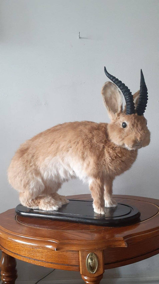A masive brown life size jackalope taxidermy with replica black horns, full body rabbit jackalope, bunny taxidermy