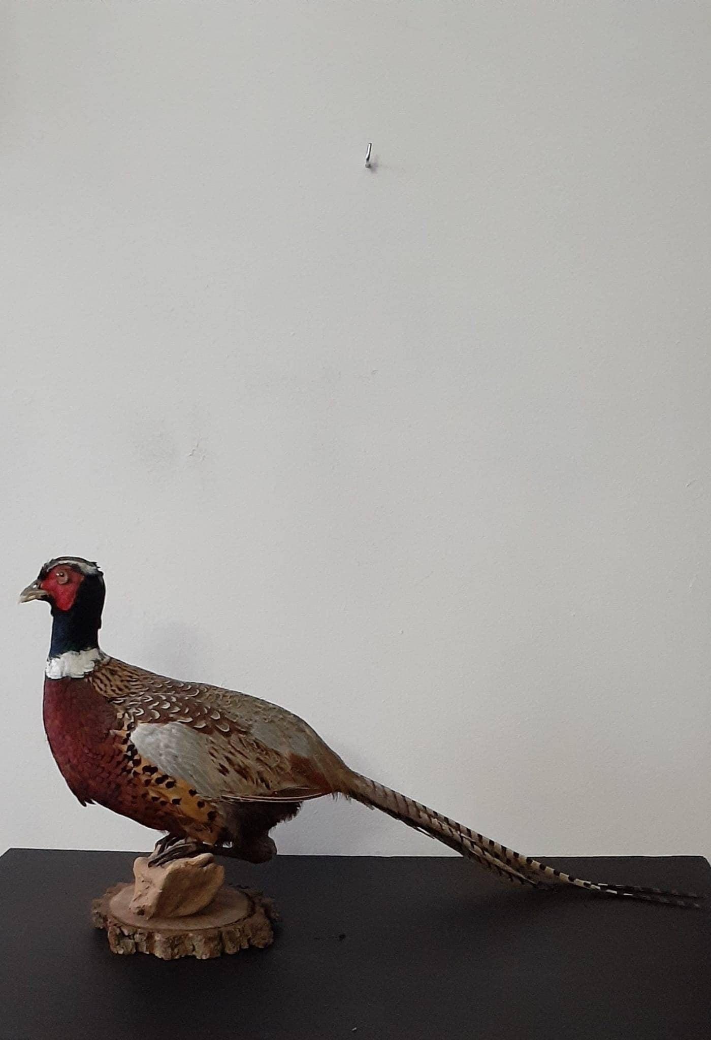 Chinese ring neck pheasant taxidermy, bird taxidermy