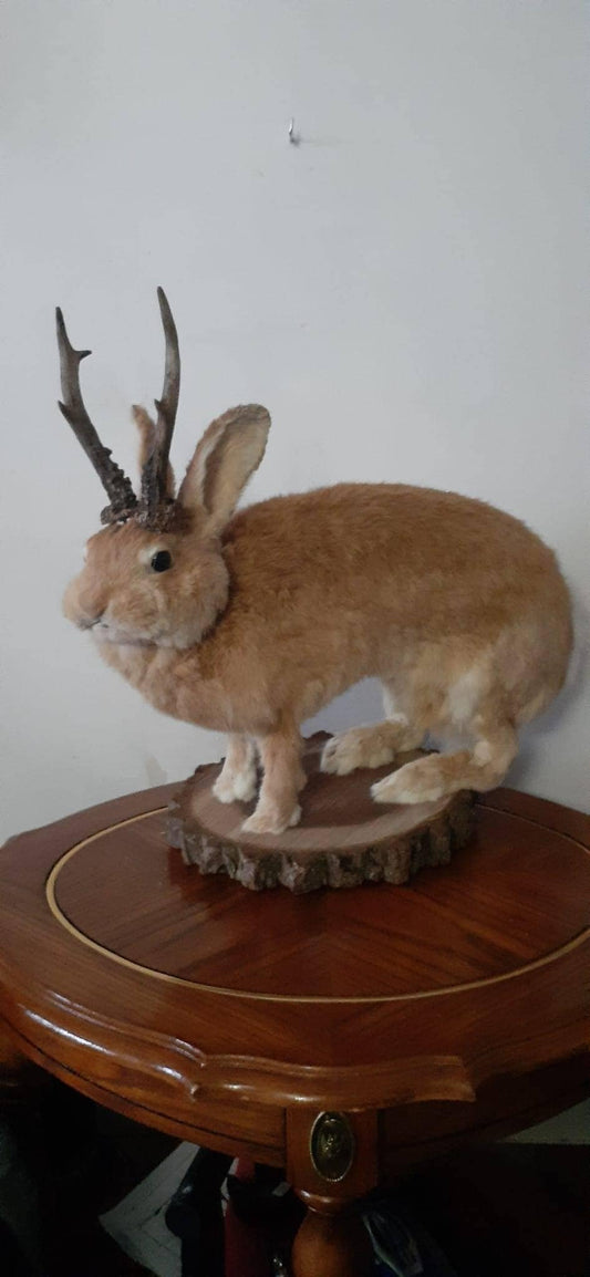 A masive brown life size jackalope taxidermy, with real roe deer antlers, full body rabbit jackalope taxidermy, bunny mount