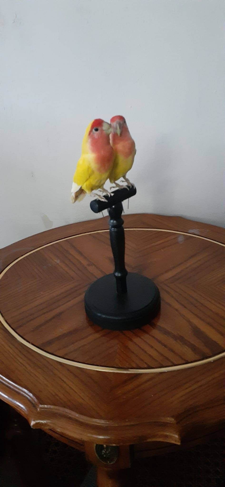 Two yellow love birds taxidermy, standing bird mount