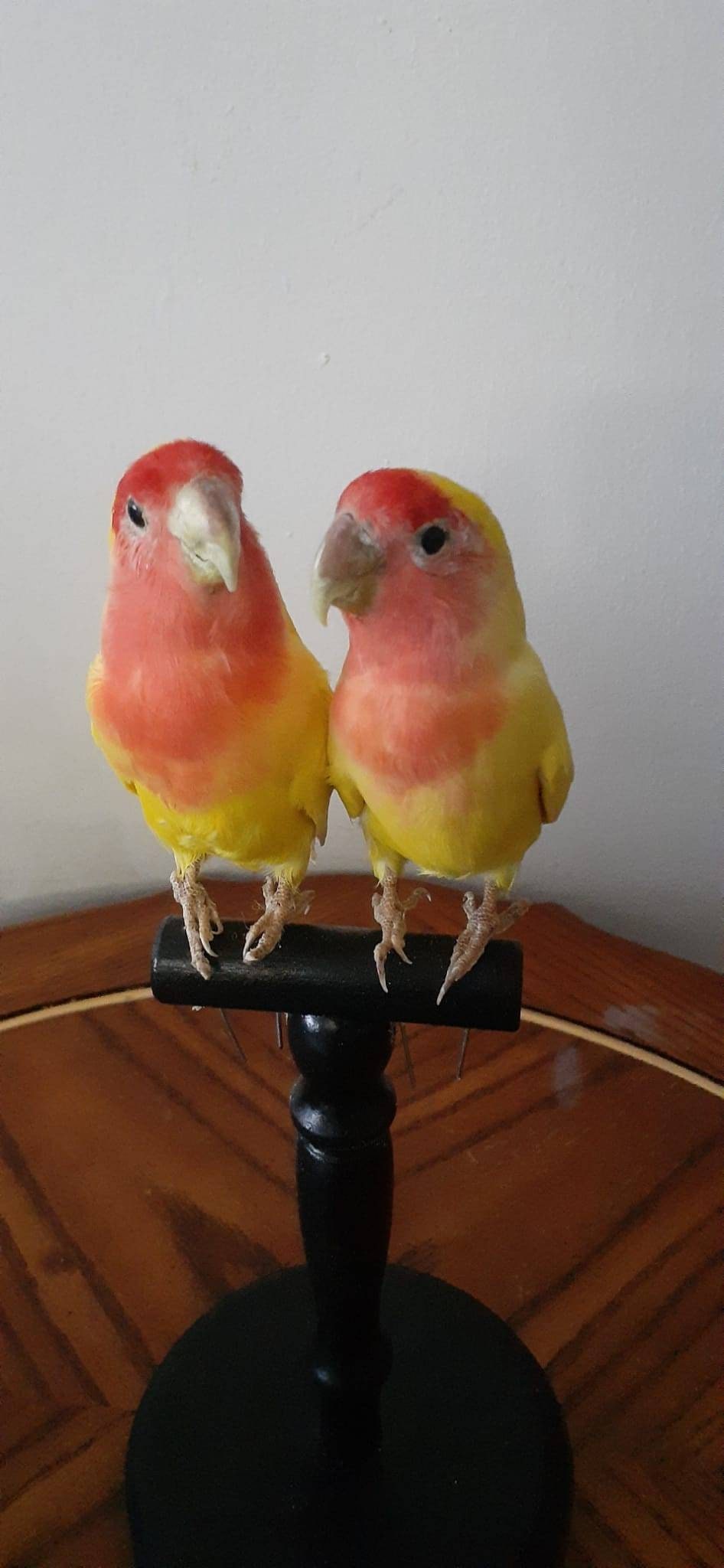 Two yellow love birds taxidermy, standing bird mount