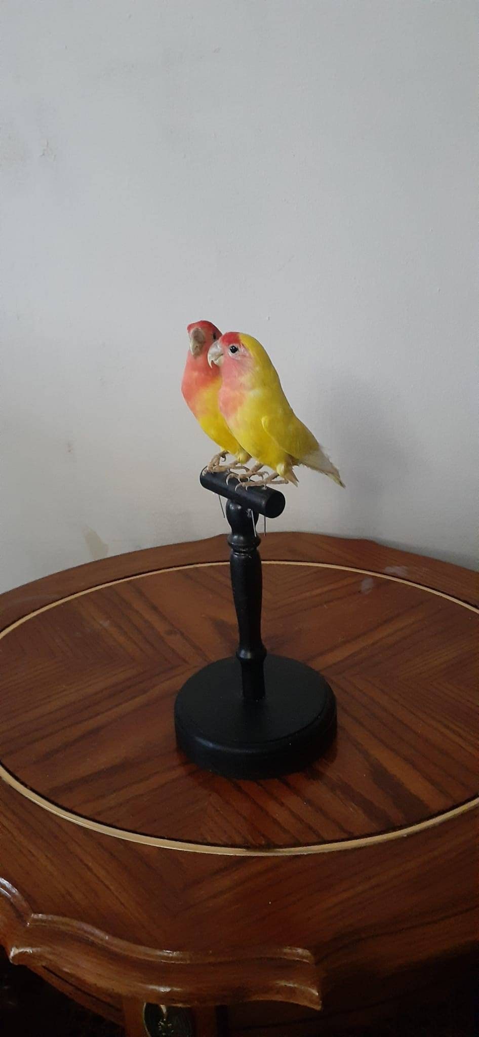 Two yellow love birds taxidermy, standing bird mount