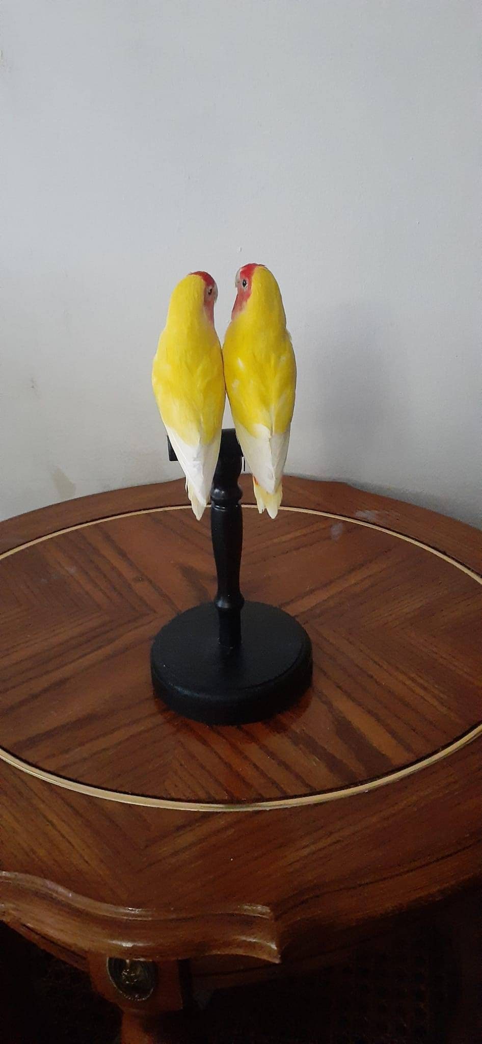 Two yellow love birds taxidermy, standing bird mount