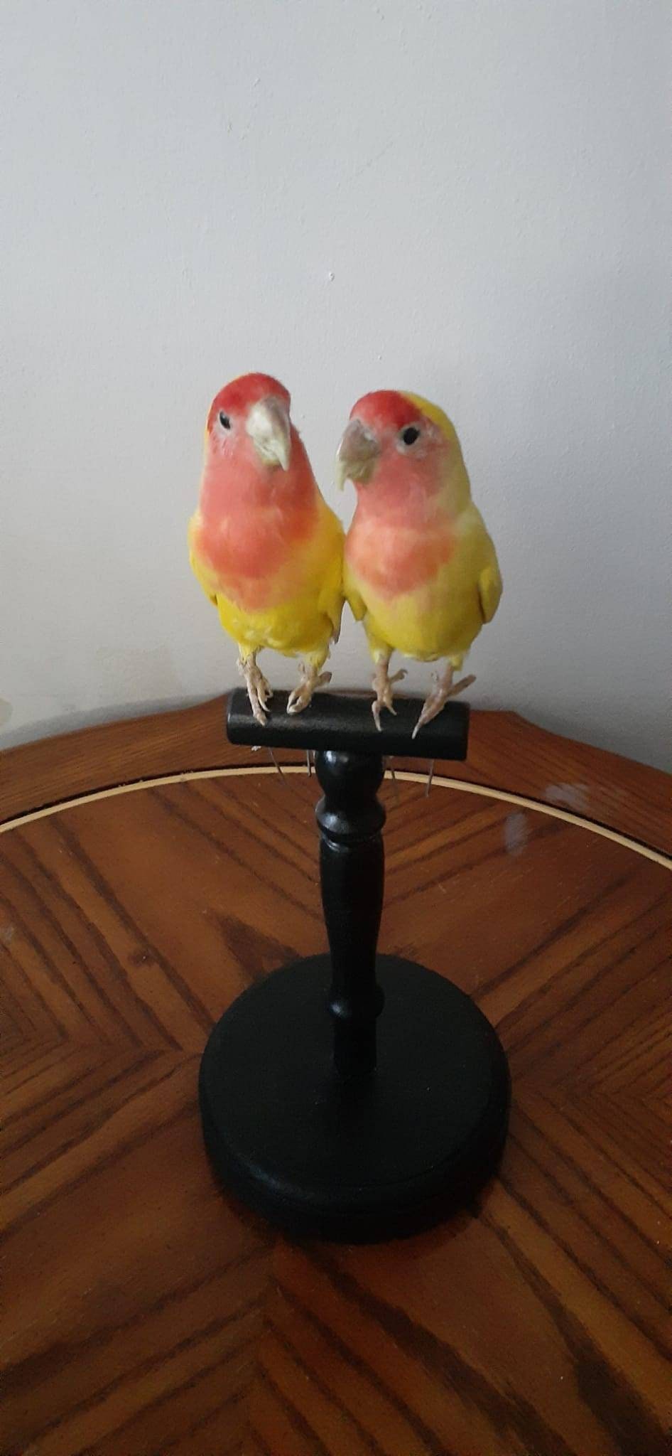 Two yellow love birds taxidermy, standing bird mount