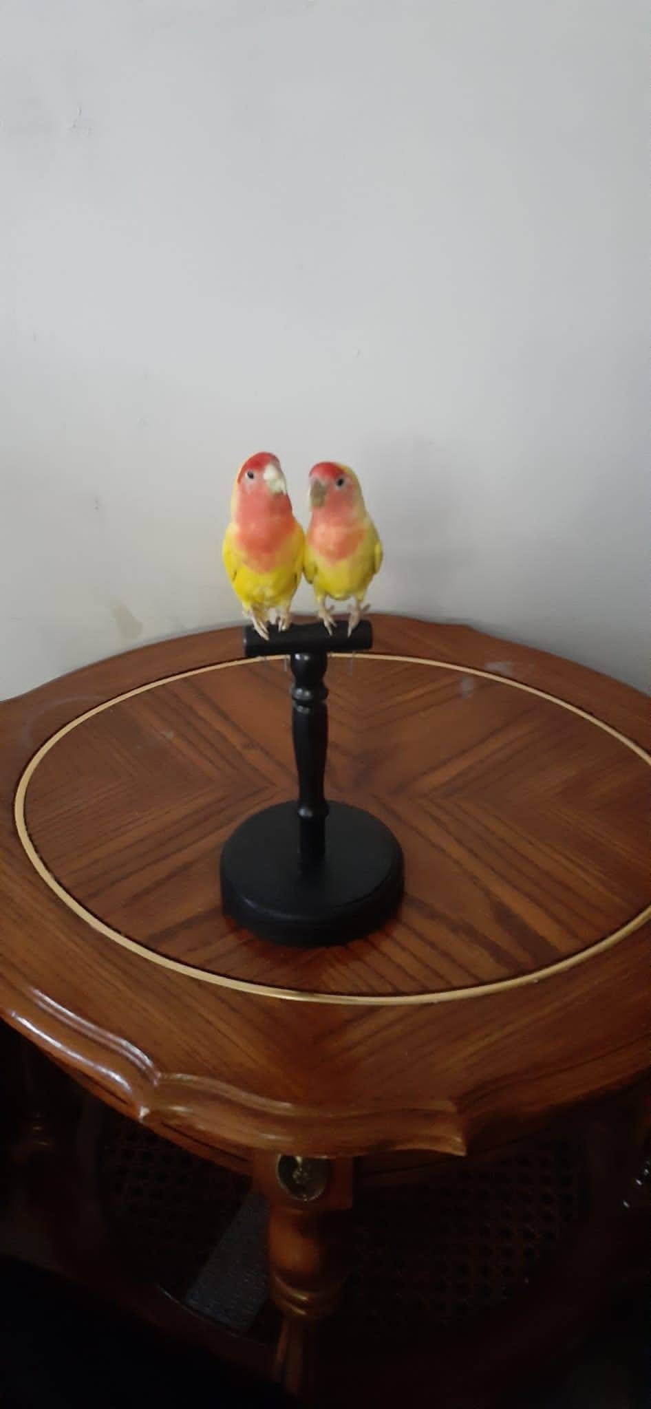 Two yellow love birds taxidermy, standing bird mount