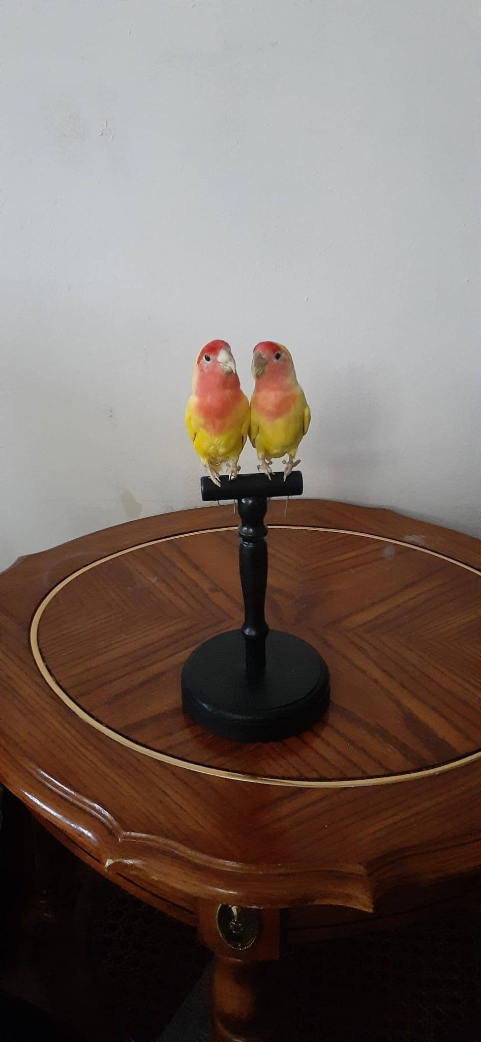 Two yellow love birds taxidermy, standing bird mount