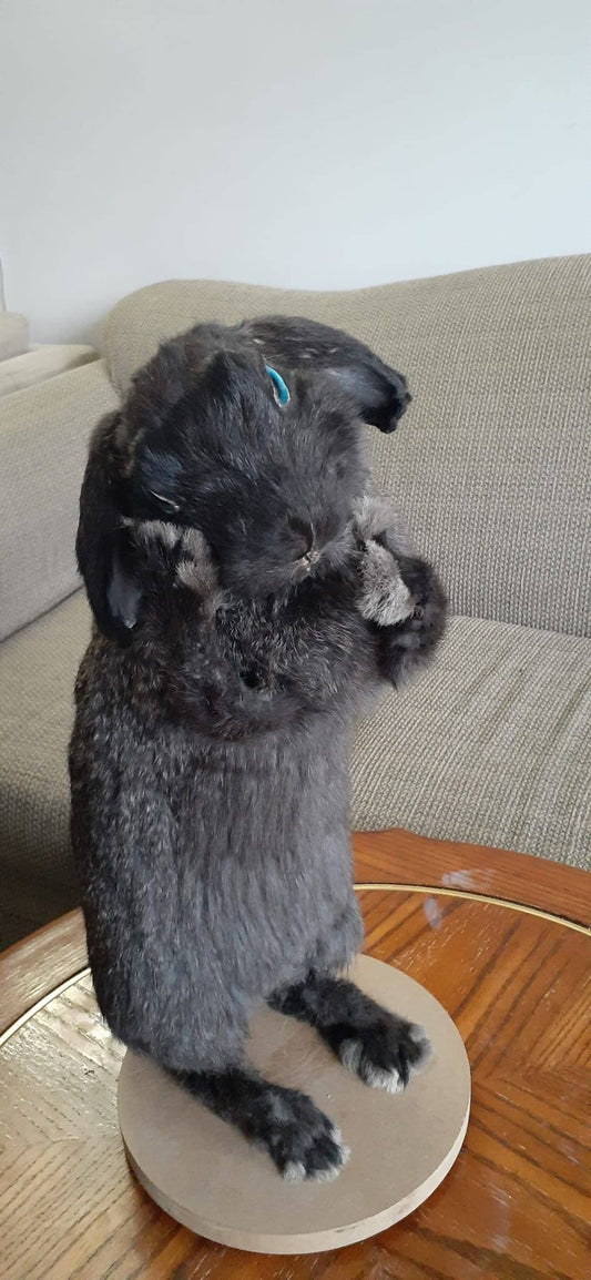 Standing black bunny mount taxidermy
