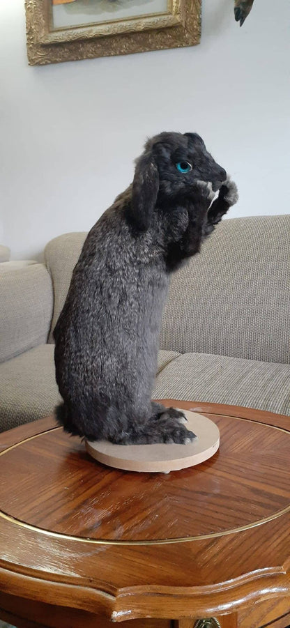 Standing black bunny mount taxidermy