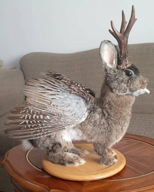 Unique brown three eyed wolpertinger taxidermy, full body jackalope taxidermy with wings and real antlers