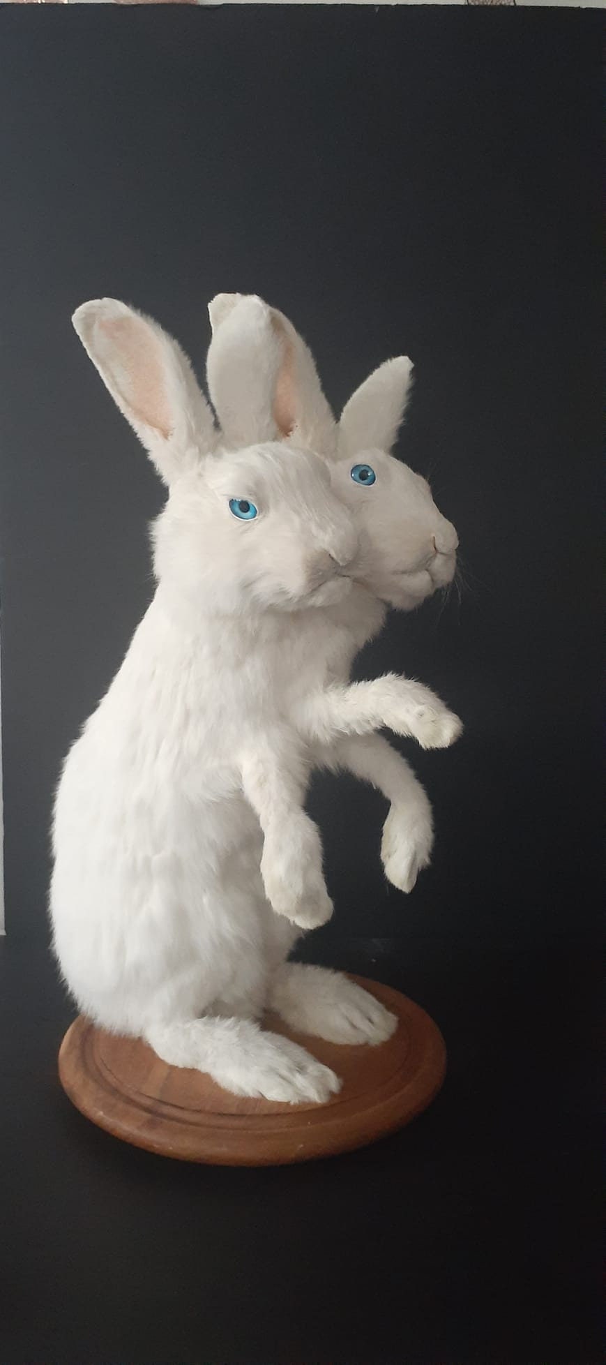 Two headed three front feet full body rabbit taxidermy, standing two headed beast, bunny taxidermy, jackalope
