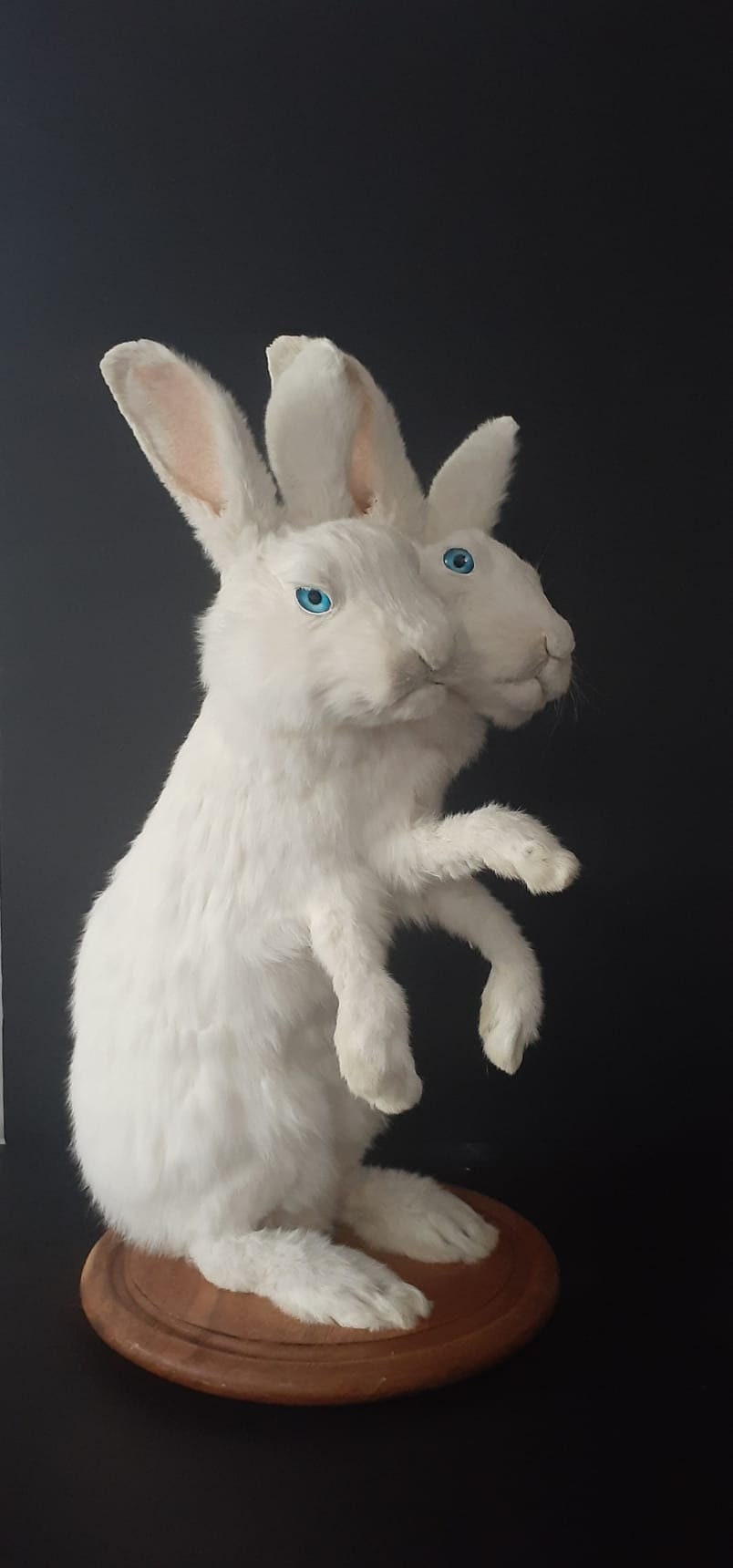 Two headed three front feet full body rabbit taxidermy, standing two headed beast, bunny taxidermy, jackalope