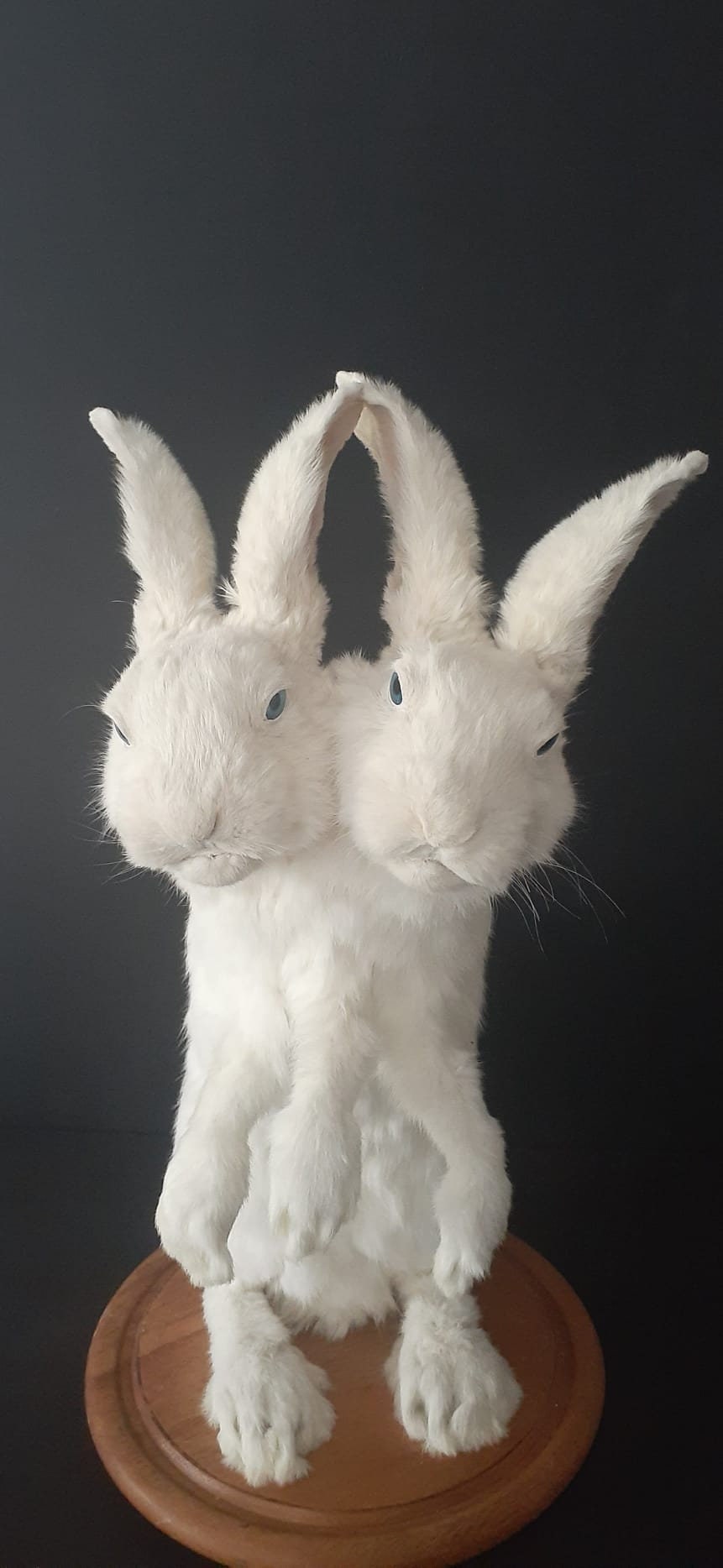 Two headed three front feet full body rabbit taxidermy, standing two headed beast, bunny taxidermy, jackalope