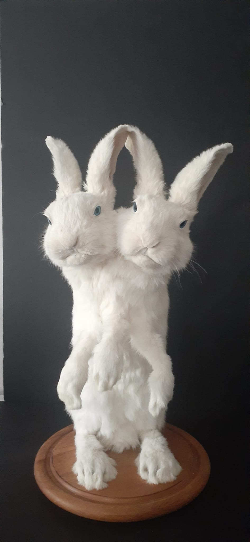 Two headed three front feet full body rabbit taxidermy, standing two headed beast, bunny taxidermy, jackalope