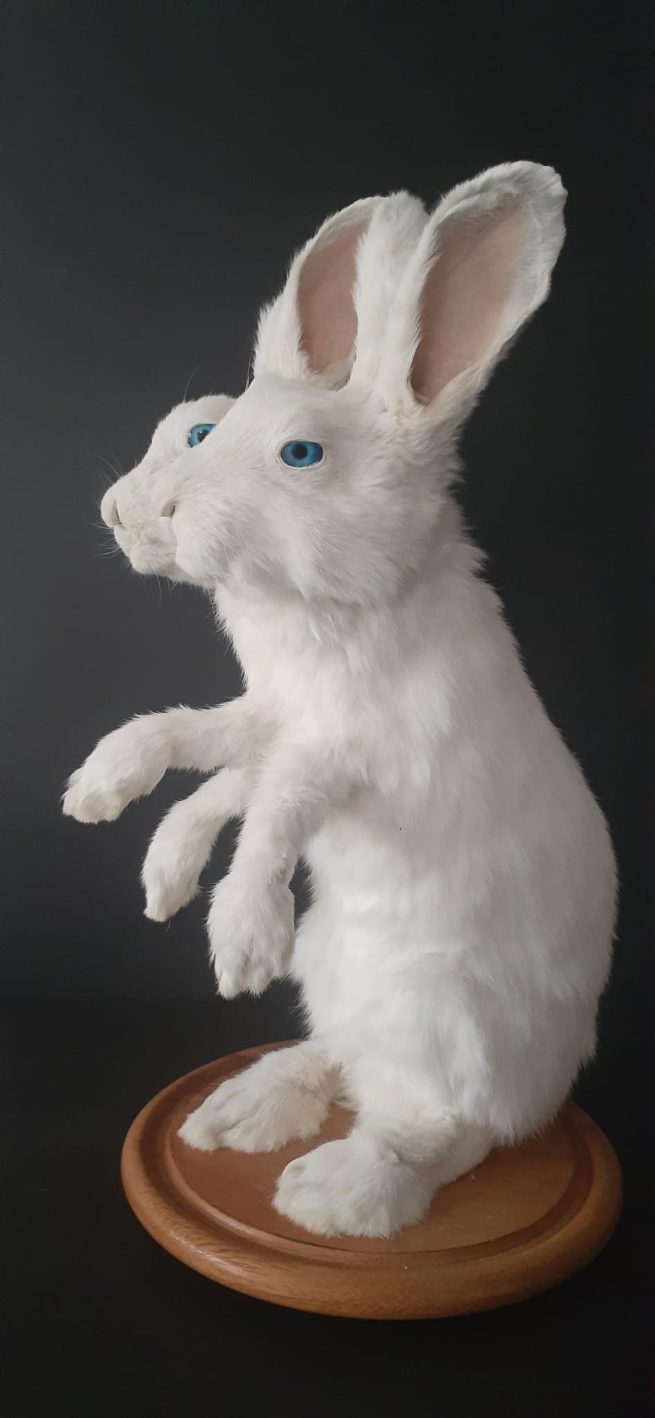 Two headed three front feet full body rabbit taxidermy, standing two headed beast, bunny taxidermy, jackalope