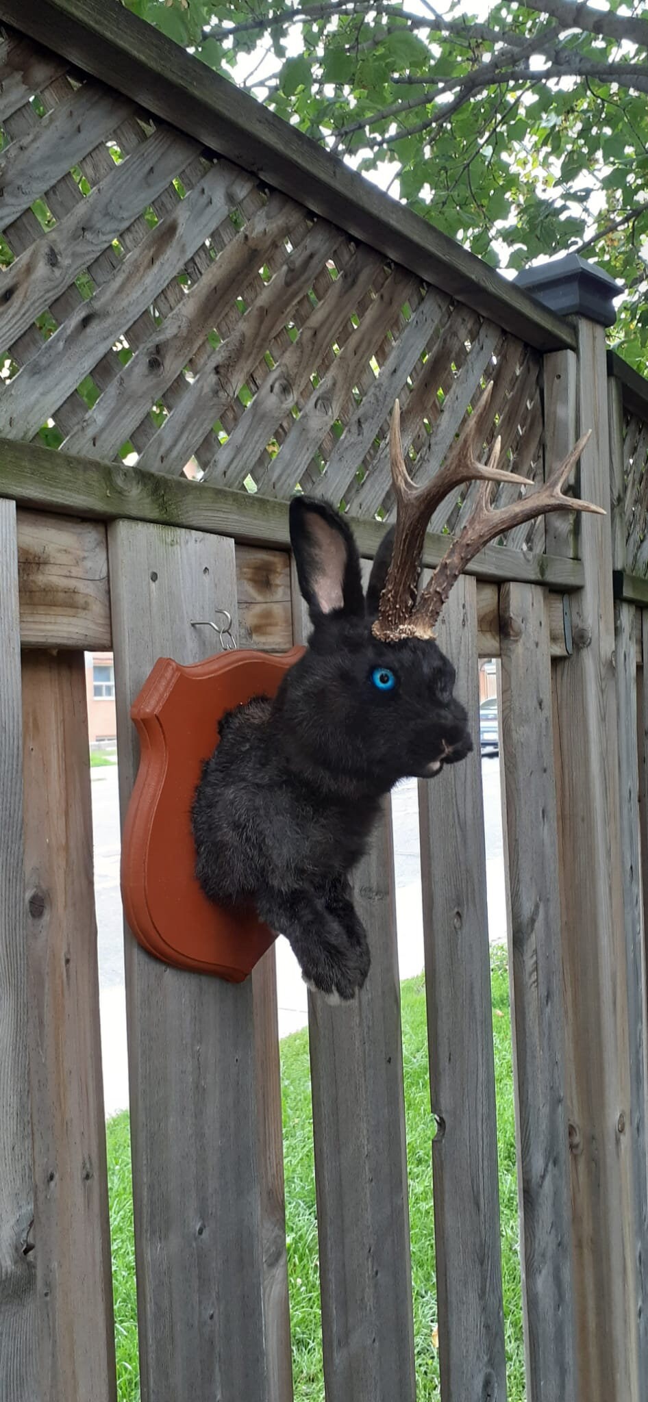 Amazing black jackalope taxidermy on a brown wood sheild with real roe deer antlers, bunny wall mount
