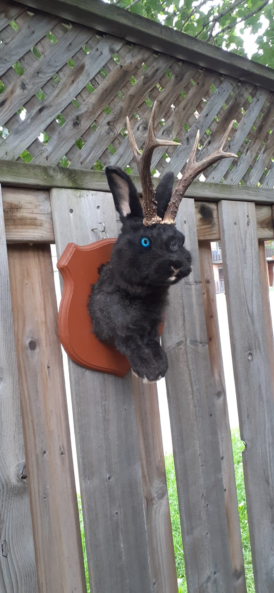 Amazing black jackalope taxidermy on a brown wood sheild with real roe deer antlers, bunny wall mount