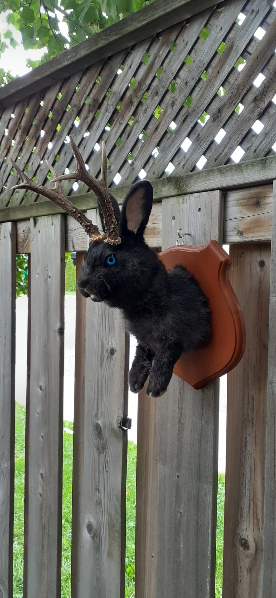 Amazing black jackalope taxidermy on a brown wood sheild with real roe deer antlers, bunny wall mount