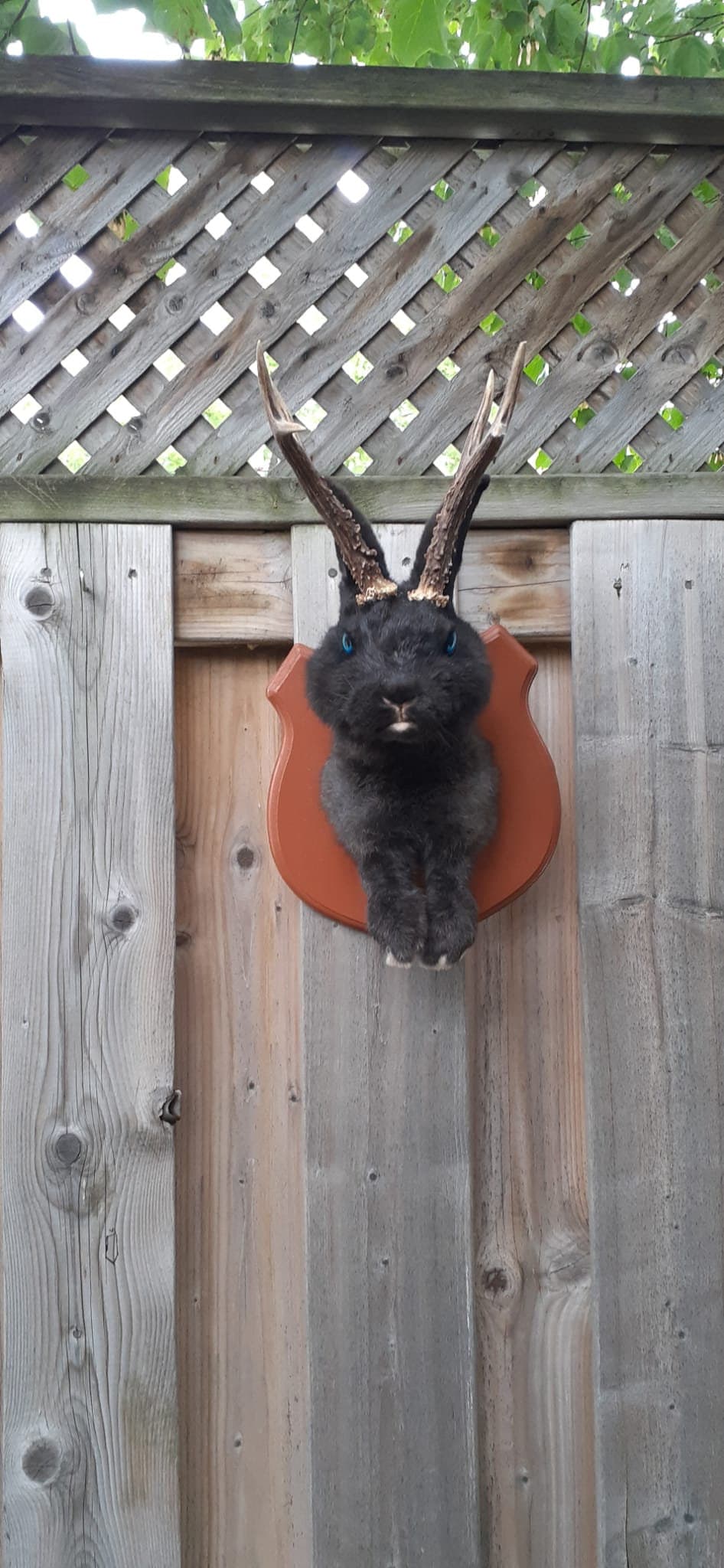 Amazing black jackalope taxidermy on a brown wood sheild with real roe deer antlers, bunny wall mount