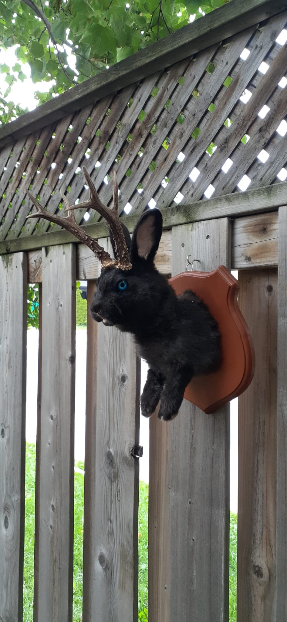 Amazing black jackalope taxidermy on a brown wood sheild with real roe deer antlers, bunny wall mount