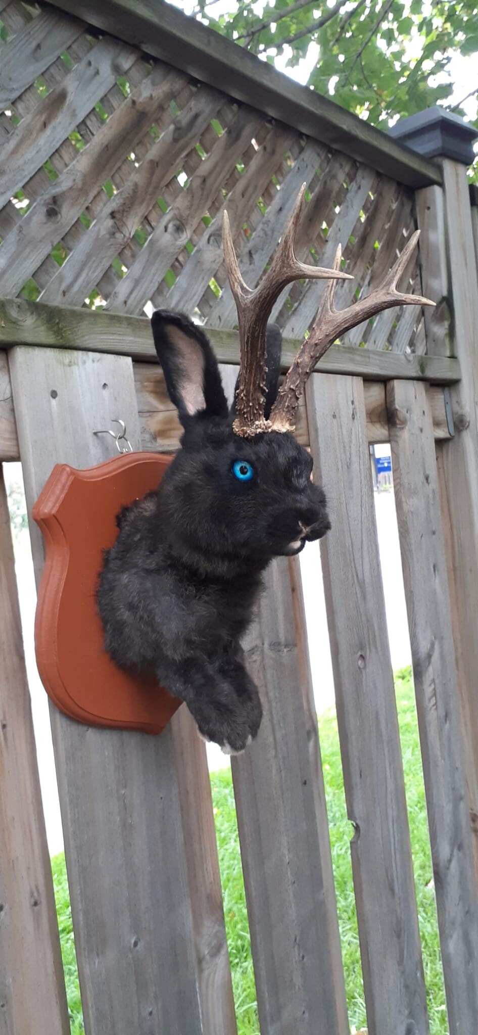Amazing black jackalope taxidermy on a brown wood sheild with real roe deer antlers, bunny wall mount