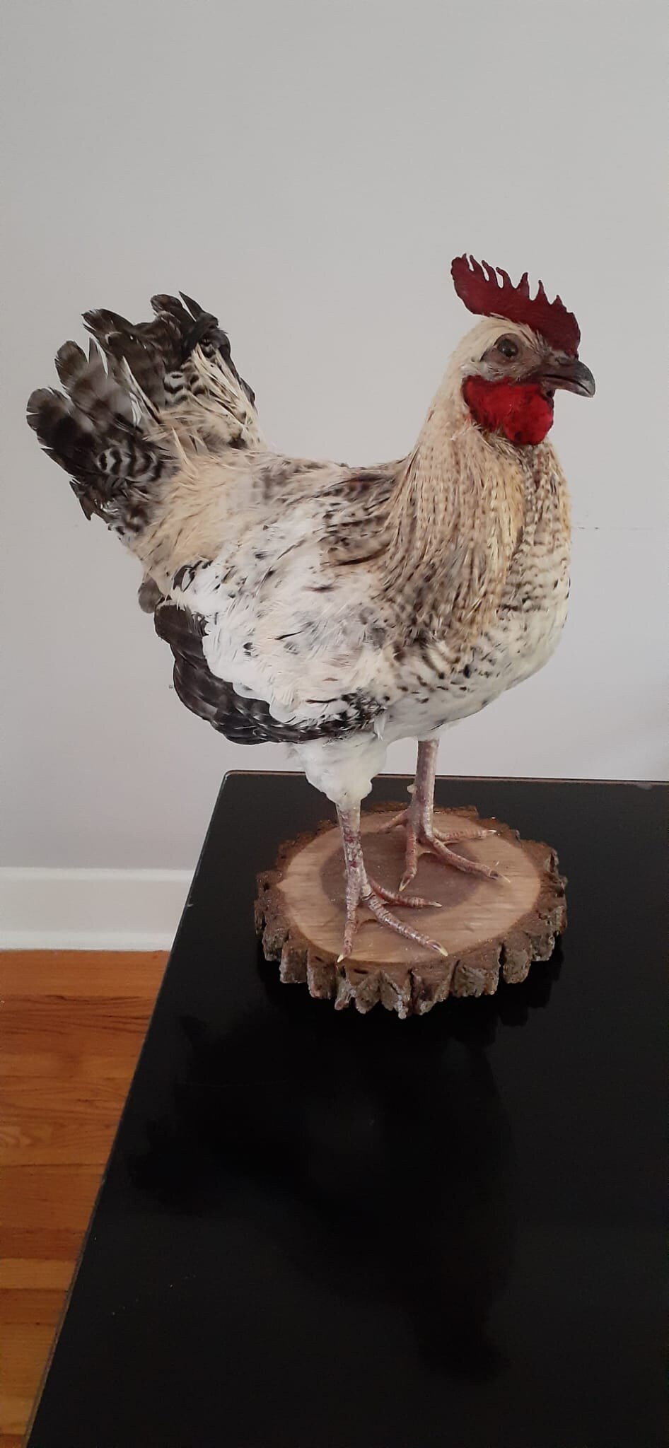 Standing rooster taxidermy, rooster mount, chicken