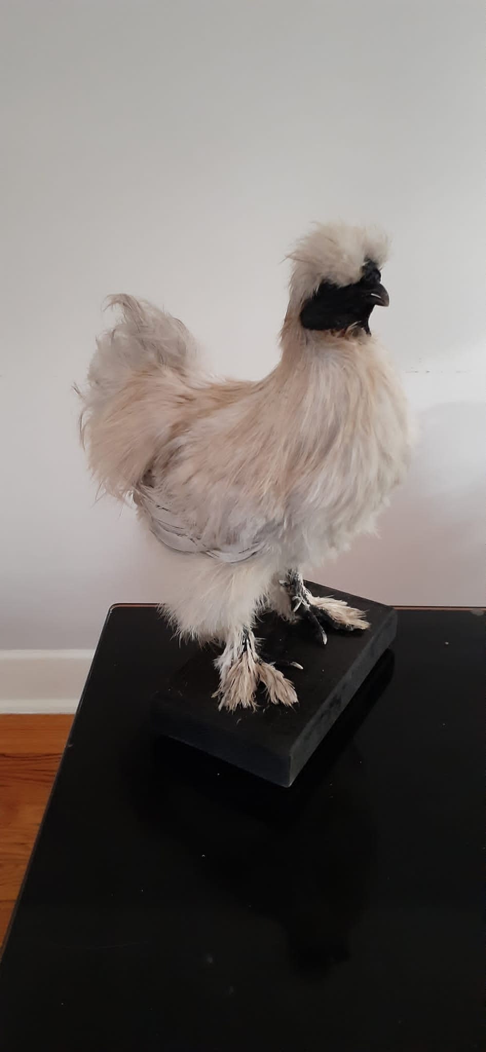 Very soft standing silky chicken taxidermy, Bird mount