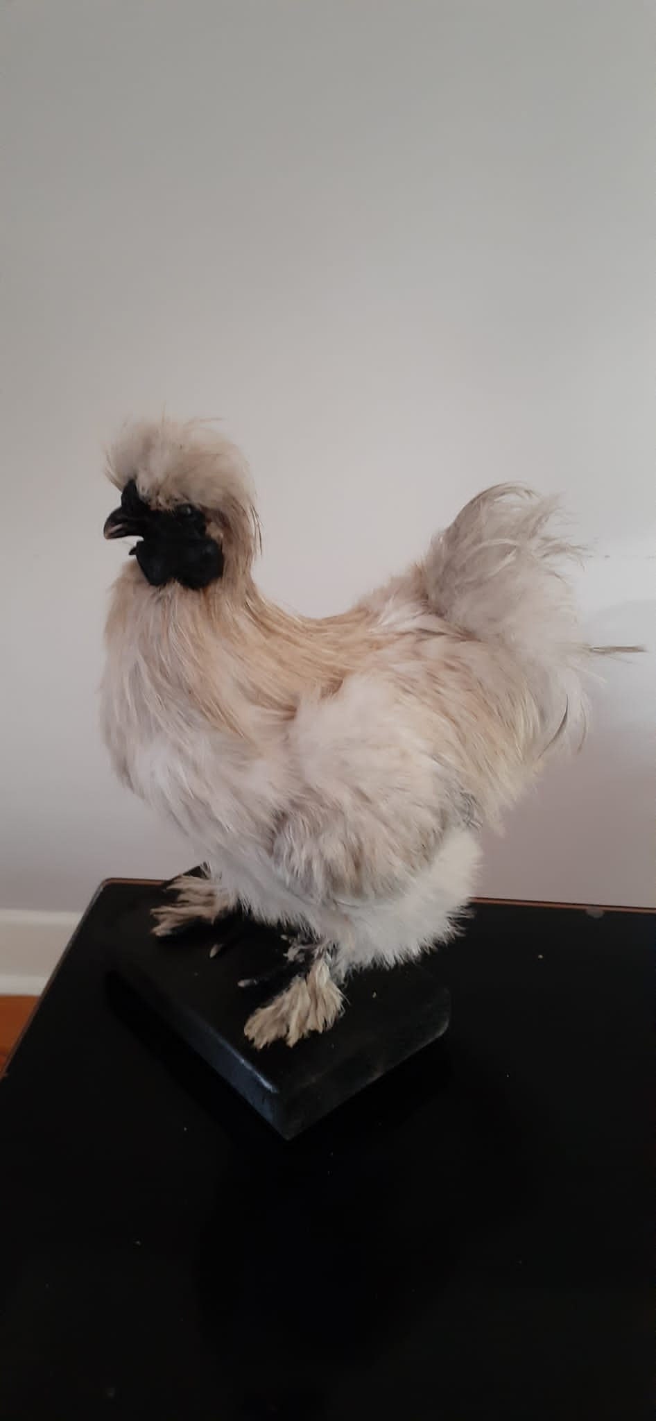 Very soft standing silky chicken taxidermy, Bird mount
